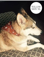 Load image into Gallery viewer, Paisley - UT University of Texas - Slip On Pet Bandana
