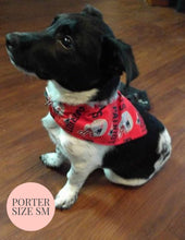 Cargar imagen en el visor de la galería, Texas A&amp;M / University of Texas Paisley House Divided - Slip On Pet Bandana
